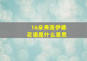 16朵弗洛伊德花语是什么意思