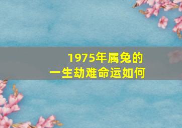 1975年属兔的一生劫难命运如何