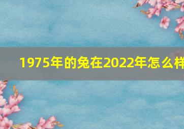 1975年的兔在2022年怎么样