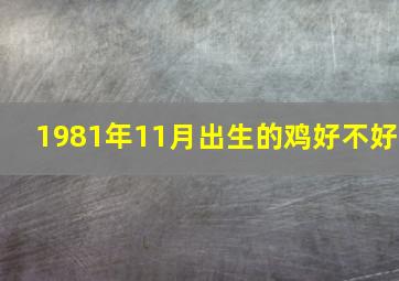 1981年11月出生的鸡好不好