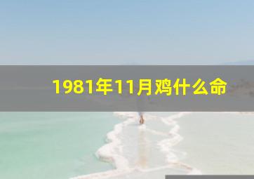 1981年11月鸡什么命