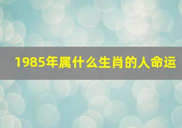 1985年属什么生肖的人命运