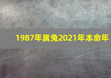 1987年属兔2021年本命年