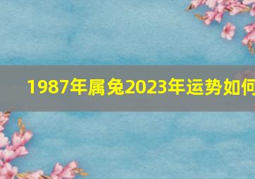 1987年属兔2023年运势如何