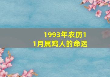 1993年农历11月属鸡人的命运