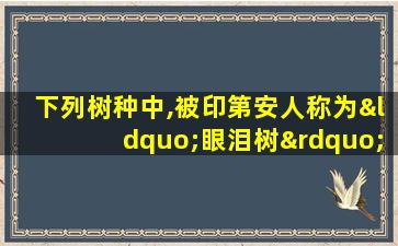 下列树种中,被印第安人称为“眼泪树”的是