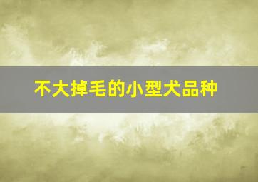 不大掉毛的小型犬品种