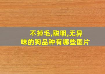 不掉毛,聪明,无异味的狗品种有哪些图片