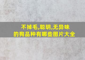 不掉毛,聪明,无异味的狗品种有哪些图片大全