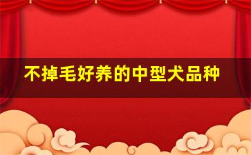 不掉毛好养的中型犬品种