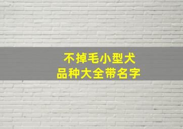 不掉毛小型犬品种大全带名字