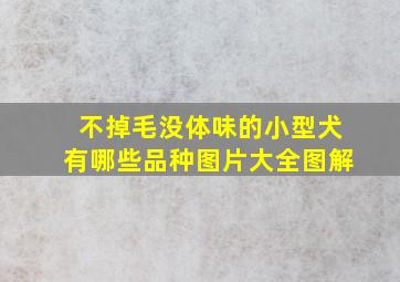 不掉毛没体味的小型犬有哪些品种图片大全图解