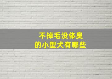 不掉毛没体臭的小型犬有哪些