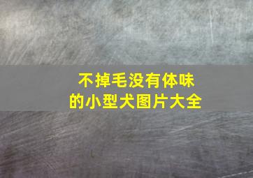 不掉毛没有体味的小型犬图片大全