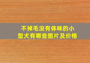 不掉毛没有体味的小型犬有哪些图片及价格