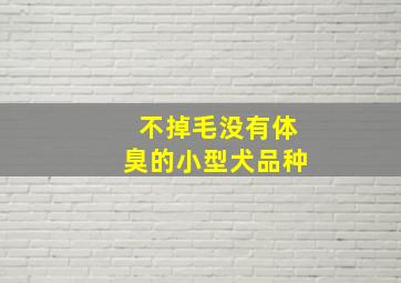 不掉毛没有体臭的小型犬品种