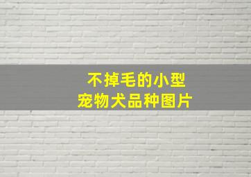 不掉毛的小型宠物犬品种图片