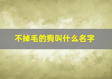 不掉毛的狗叫什么名字