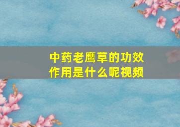 中药老鹰草的功效作用是什么呢视频