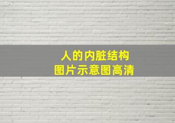 人的内脏结构图片示意图高清