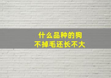 什么品种的狗不掉毛还长不大