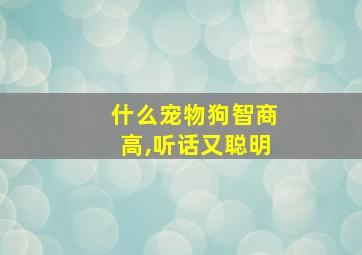 什么宠物狗智商高,听话又聪明