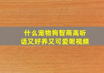 什么宠物狗智商高听话又好养又可爱呢视频