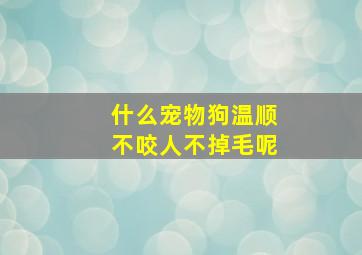 什么宠物狗温顺不咬人不掉毛呢