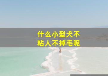 什么小型犬不粘人不掉毛呢