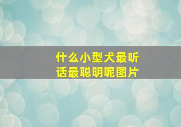 什么小型犬最听话最聪明呢图片