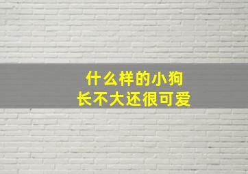 什么样的小狗长不大还很可爱