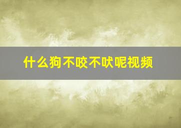 什么狗不咬不吠呢视频