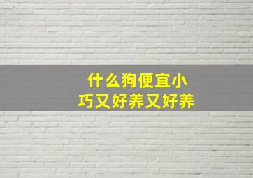 什么狗便宜小巧又好养又好养