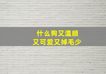 什么狗又温顺又可爱又掉毛少