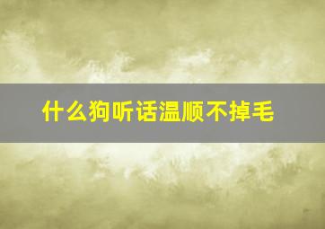 什么狗听话温顺不掉毛