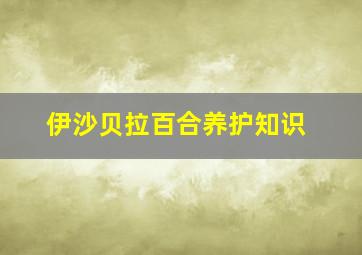 伊沙贝拉百合养护知识