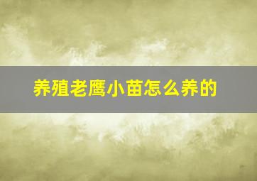 养殖老鹰小苗怎么养的