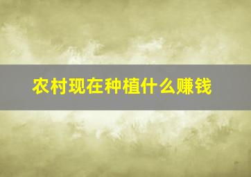 农村现在种植什么赚钱