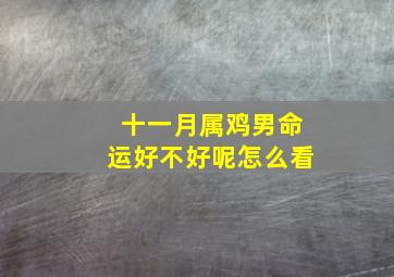 十一月属鸡男命运好不好呢怎么看