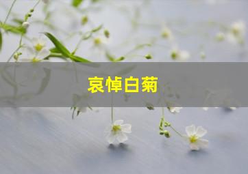 哀悼白菊