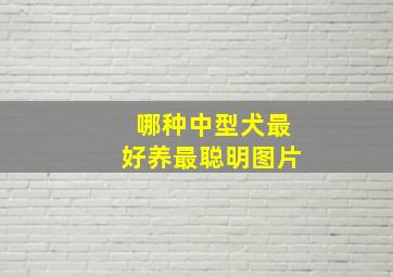 哪种中型犬最好养最聪明图片