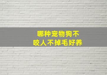 哪种宠物狗不咬人不掉毛好养