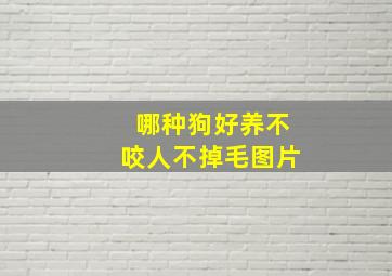 哪种狗好养不咬人不掉毛图片