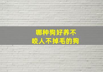 哪种狗好养不咬人不掉毛的狗