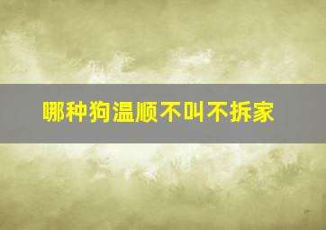 哪种狗温顺不叫不拆家