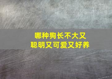 哪种狗长不大又聪明又可爱又好养