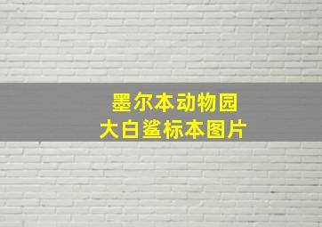 墨尔本动物园大白鲨标本图片