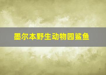 墨尔本野生动物园鲨鱼