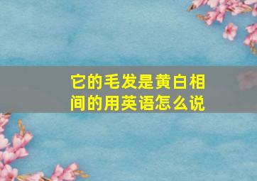 它的毛发是黄白相间的用英语怎么说