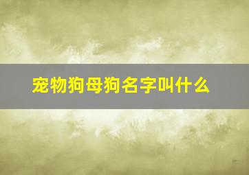 宠物狗母狗名字叫什么